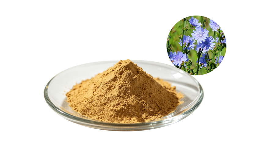 Chicory Extract Powder